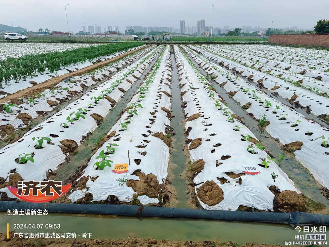 广东豆角使用济农产品的效果(图1)