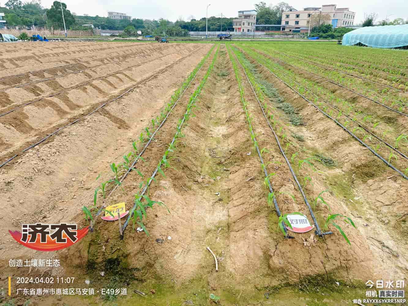 广东玉米使用济农产品的效果(图2)
