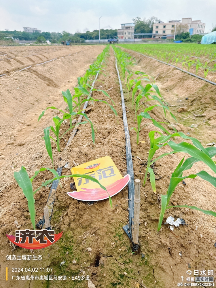 广东玉米使用济农产品的效果(图3)